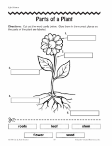 exercice-parts-plant | COKOGAMES