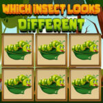 Find the Different Insect