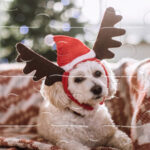 CHRISTMAS PETS Jigsaw Puzzle Game